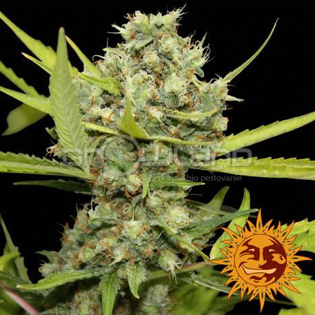 BAR - Pineapple Chunk, 3 ks, Fem