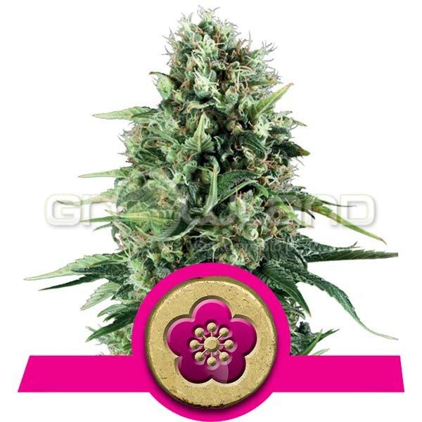 Power Flower 3 ks Fem.