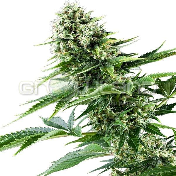 Power Flower 5 ks Fem.