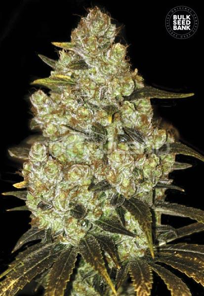 Bulk seeds Psychedelic (LSD) 5 ks Fem.