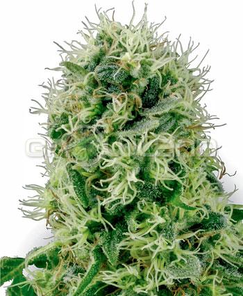 White Label Pure Power Plant Fem. 3Ks.