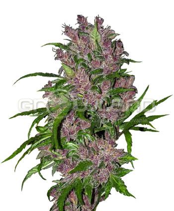 Sensi seeds Purple Bud Automatic Fem. 3Ks.