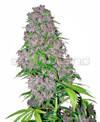 White Label Purple Bud Fem. 5 Ks.