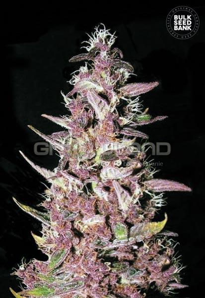 Bulk Seeds Purple Glam Kush 10 ks Fem.