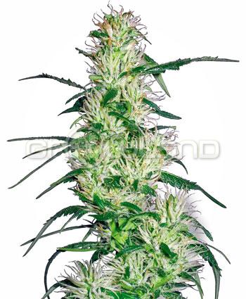 White Label Purple Haze Fem. 5Ks.