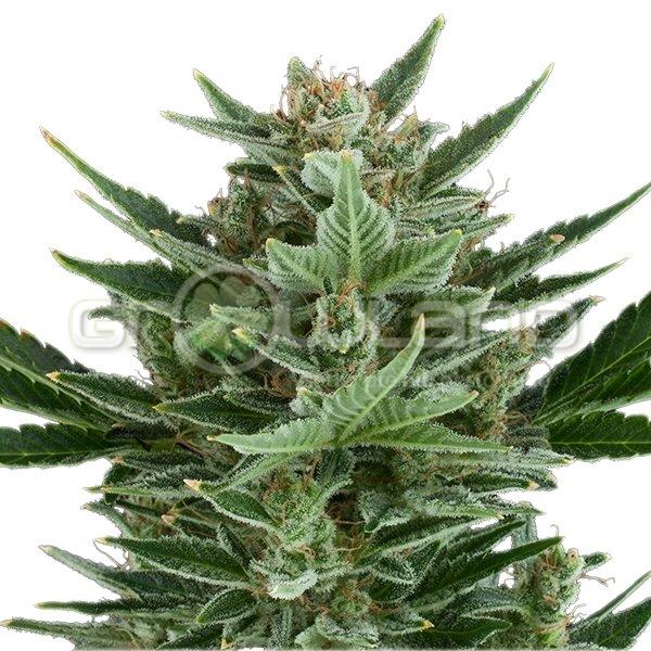 RQS Quick One 1 ks Fem.