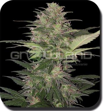 Buddha Red Dwarf - Autoflower 1 ks, Fem.