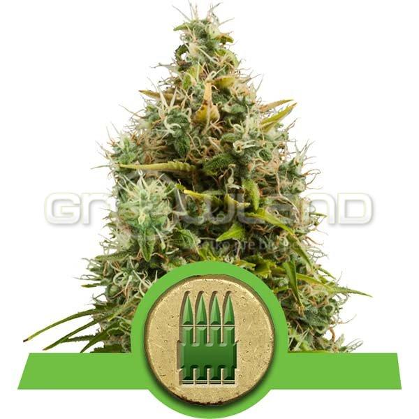 Royal AK Automatic 3 ks Fem.