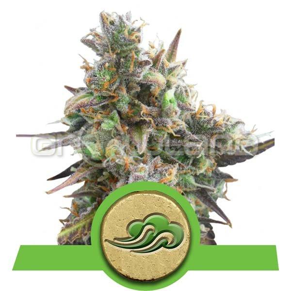 Royal Bluematic 1 ks Fem.