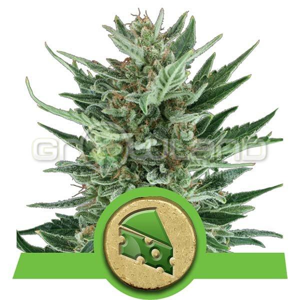 Royal Cheese Automatic 3 ks Fem.