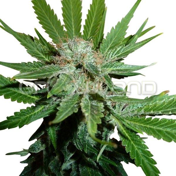 Royal Cheese - Fast, 3 ks Fem.