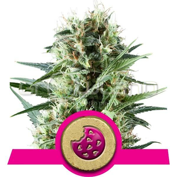 RQS  Royal Cookies 1 ks, Fem.