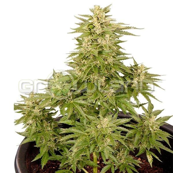 Royal Critical automatic 1 ks, Fem.