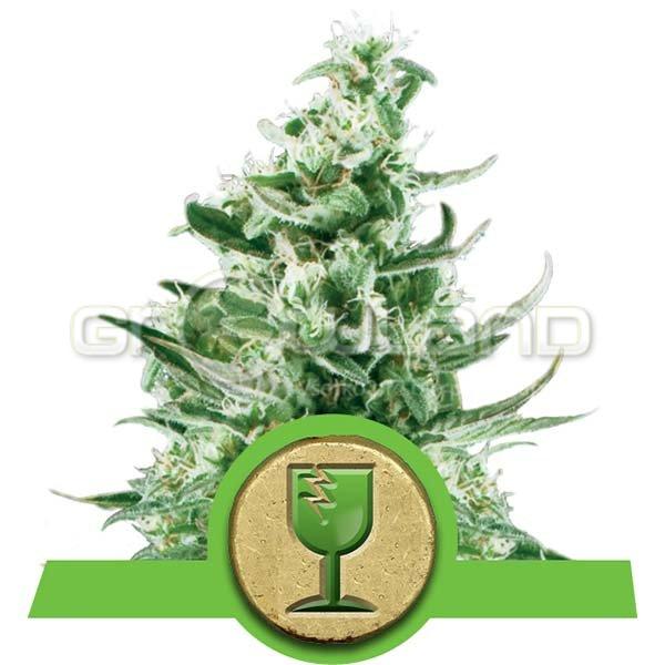 Royal Critical automatic 5 ks, Fem.