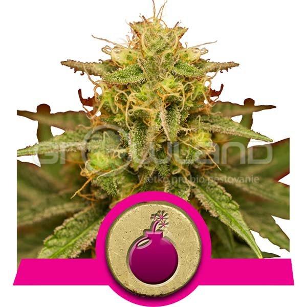 Royal Domina 1 ks, Fem.