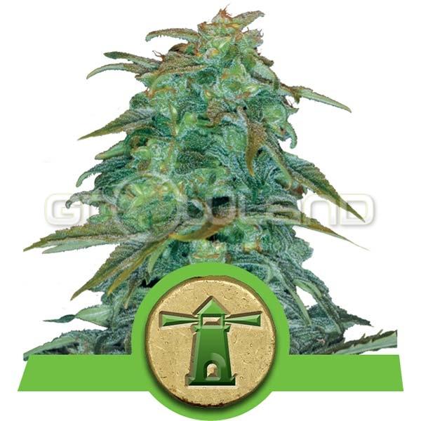 Royal Haze Automatic 1 ks, Fem.