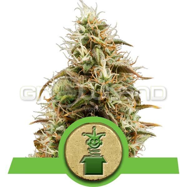 RQS Royal Jack Automatic 1 ks, Fem.