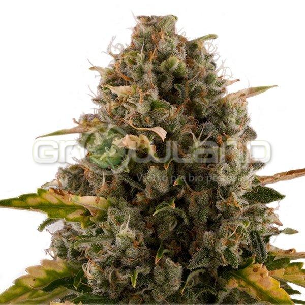 Royal Moby, 5 ks Fem.