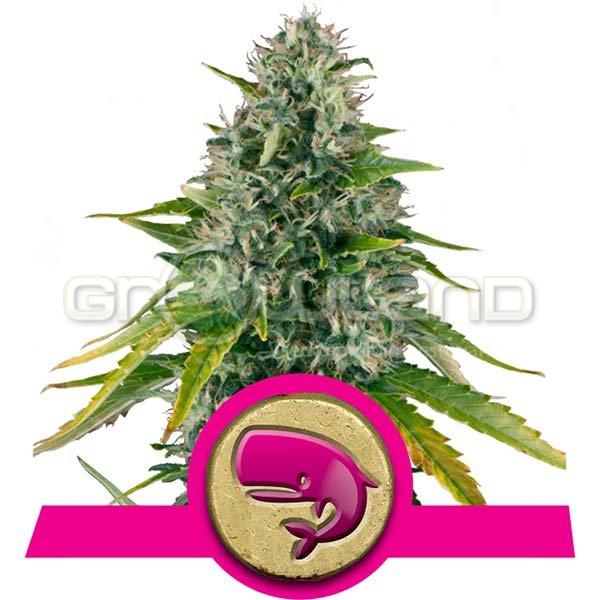 Royal Moby, 5 ks Fem.