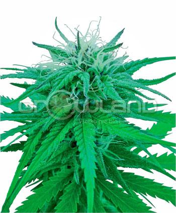 Sensi seeds Ruderalis Indica® Regul.10ks