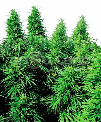 Sensi seeds Ruderalis Skunk® Regul.10ks