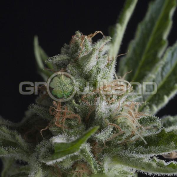 Pyramid Pyramid Shark 3 ks Fem.