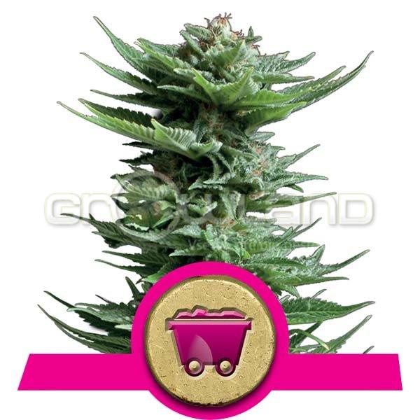 Shining Silver Haze 3 ks Fem.