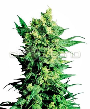 Sensi seeds Shiva Shanti II® Regul.10ks