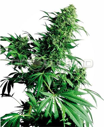 Sensi seeds Shiva Shanti Regul.10ks