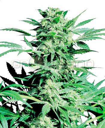 Sensi seeds Shiva Skunk Fem. 3Ks.
