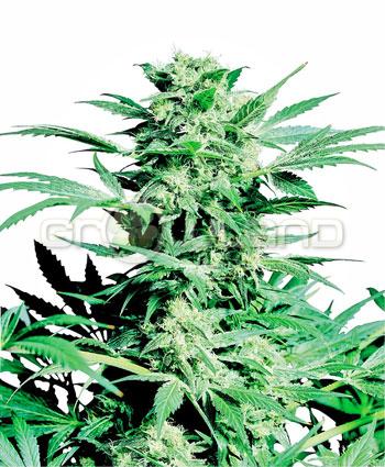 Sensi seeds Shiva Skunk Regul.10ks