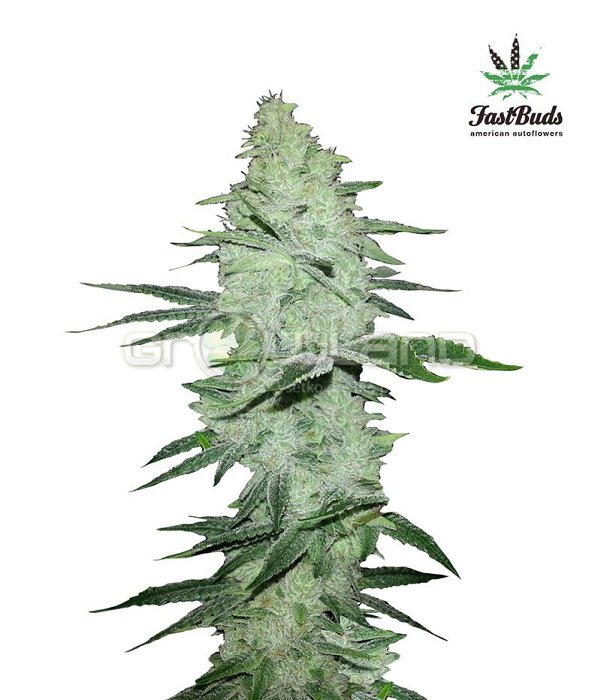 FB Six Shooter 3 ks, Fem.