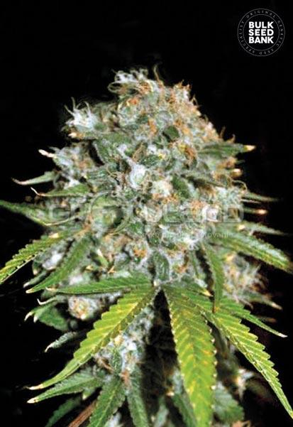 Bulk Seeds Skunk # 99 - 10 ks, Fem