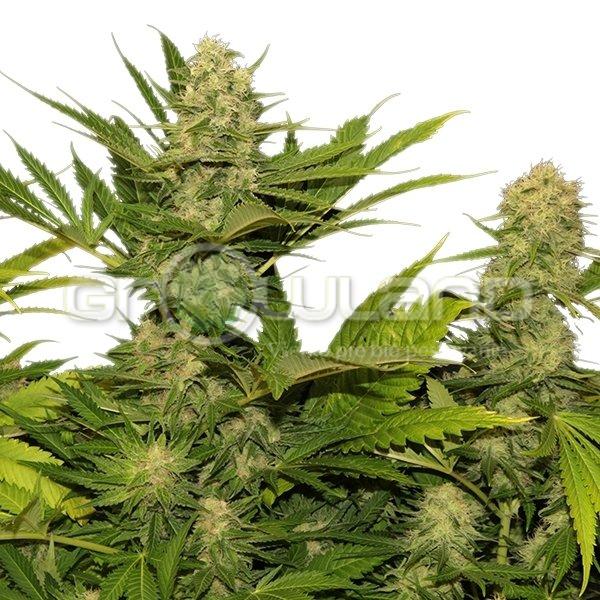 Skunk XL - 3 ks Fem.