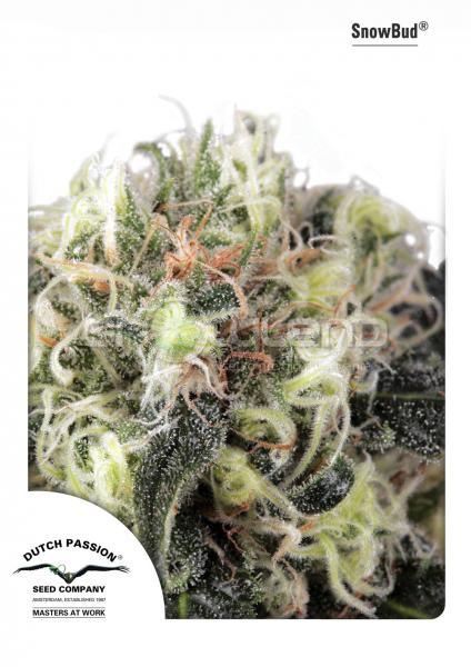 DP Snow Bud 5 ks Fem.