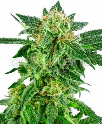 Sensi seeds Snow Ryder Automatic. Fem. 5 Ks.