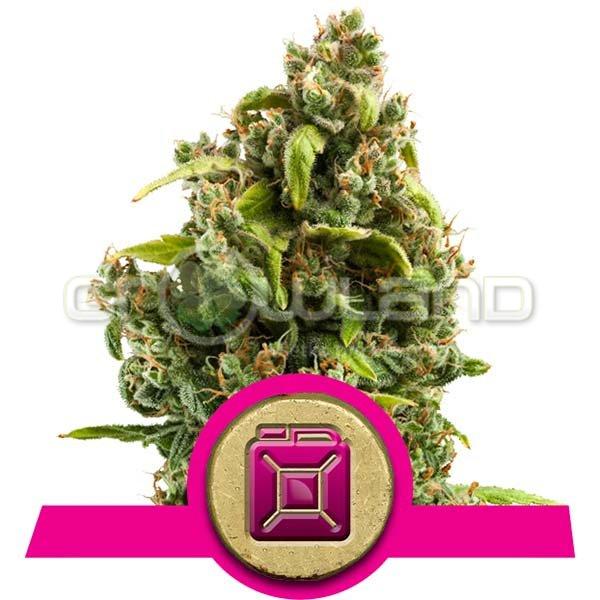 Sour Diesel, 10 ks Fem.