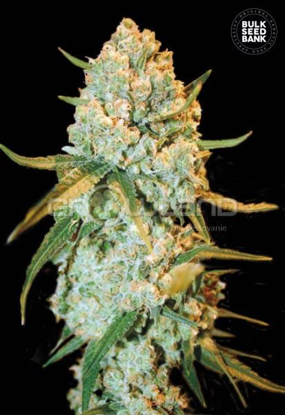 Bulk Seeds Special Crystal Haze 10 ks, Fem.