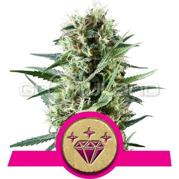 Special Kush # 1 - 1 ks Fem.