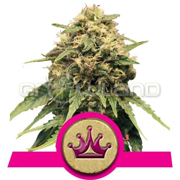 Special Queen # 1 - 3 ks Fem.