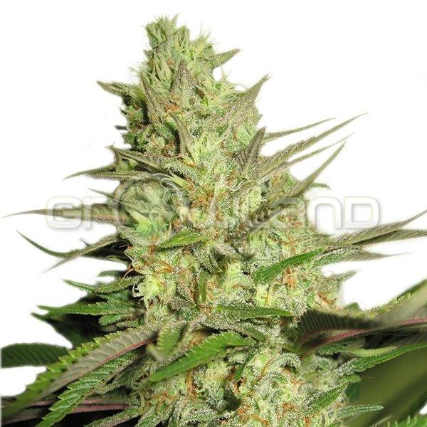 Special Queen # 1 - 5 ks Fem.