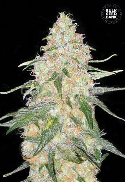 Bulk seed Special Skunk 5 ks, Fem.