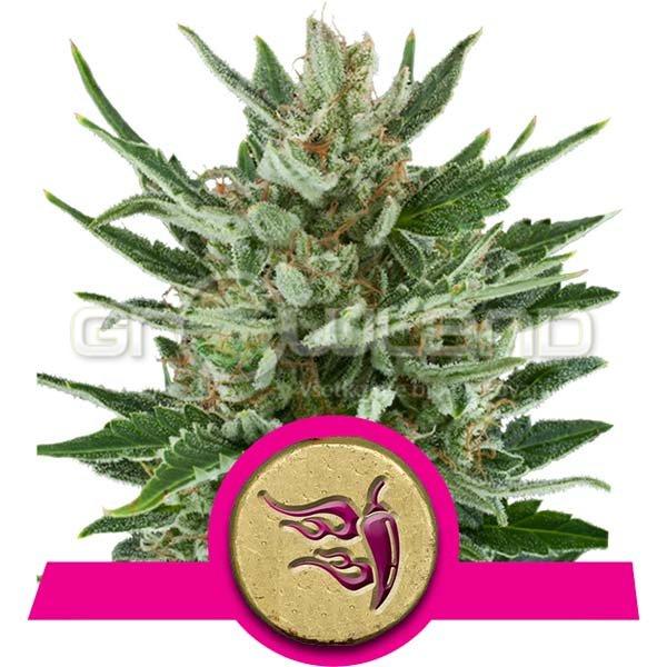 Speedy Chile - Fast, 1 ks Fem.