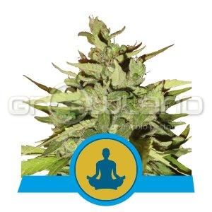 Stress Killer CBD Automatic.1 ks.