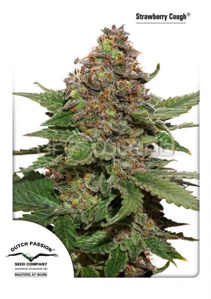 DP Strawberry Cough 3 ks Fem.