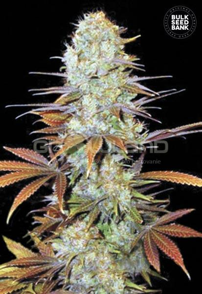 Bulk seeds Sunmango 5 ks, Fem.
