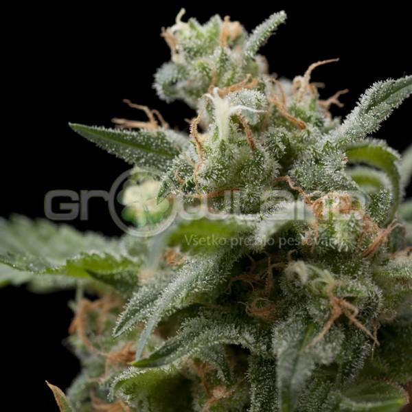 Pyramid Super Hash 50 ks Fem.