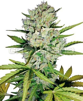 Sensi seeds Super Skunk Automatic. Fem. 10 Ks.