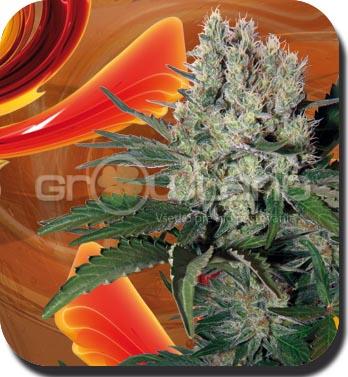 Buddha Syrup - autoflower 1 ks, Fem.