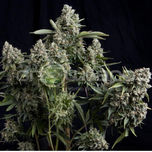 Pyramid Tutankhamon 50 ks Fem.